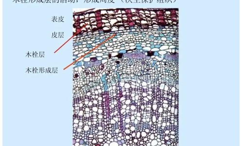 黄稔的功效网 | 黄稔草图片与功效,黄笒的功效与作用